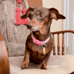dog license old saybrook