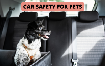 Car Safety for Pets