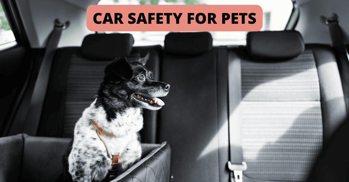 Car Safety for Pets Shoreline Happy Paws LLC