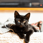 cat sitter connecticut shoreline
