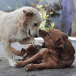 dog sitter ct shoreline