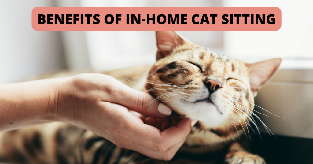 cat sitter old saybrook connecticut