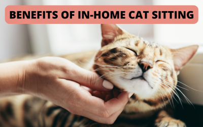 Five Benefits of Hiring a Cat Sitter