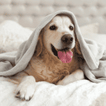 dog sitter ct shoreline