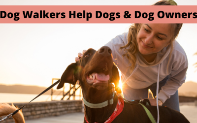 Ways Dog Walkers Help Dog Owners