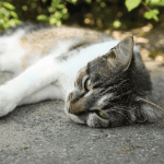 The Impact of Extreme Heat on Pets 2