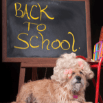 Predictable Routines for Happier Pets 2 dog walker Connecticut shoreline