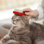 Predictable Routines for Happier Pets 3 cat care Connecticut shoreline