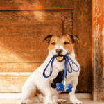 Predictable Routines for Happier Pets 4 dog walking Connecticut shoreline