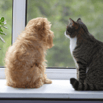 Predictable Routines for Happier Pets 1 dogs and cats Connecticut shoreline