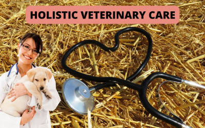 Holistic Veterinary Care & Top Practitioners to Follow Online