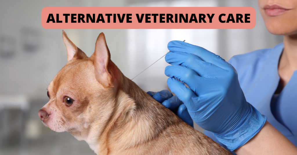 Connecticut shoreline dogs cats