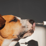 DOG SITTER CT SHORELINE