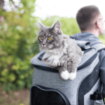 CAT SITTER CT SHORELINE