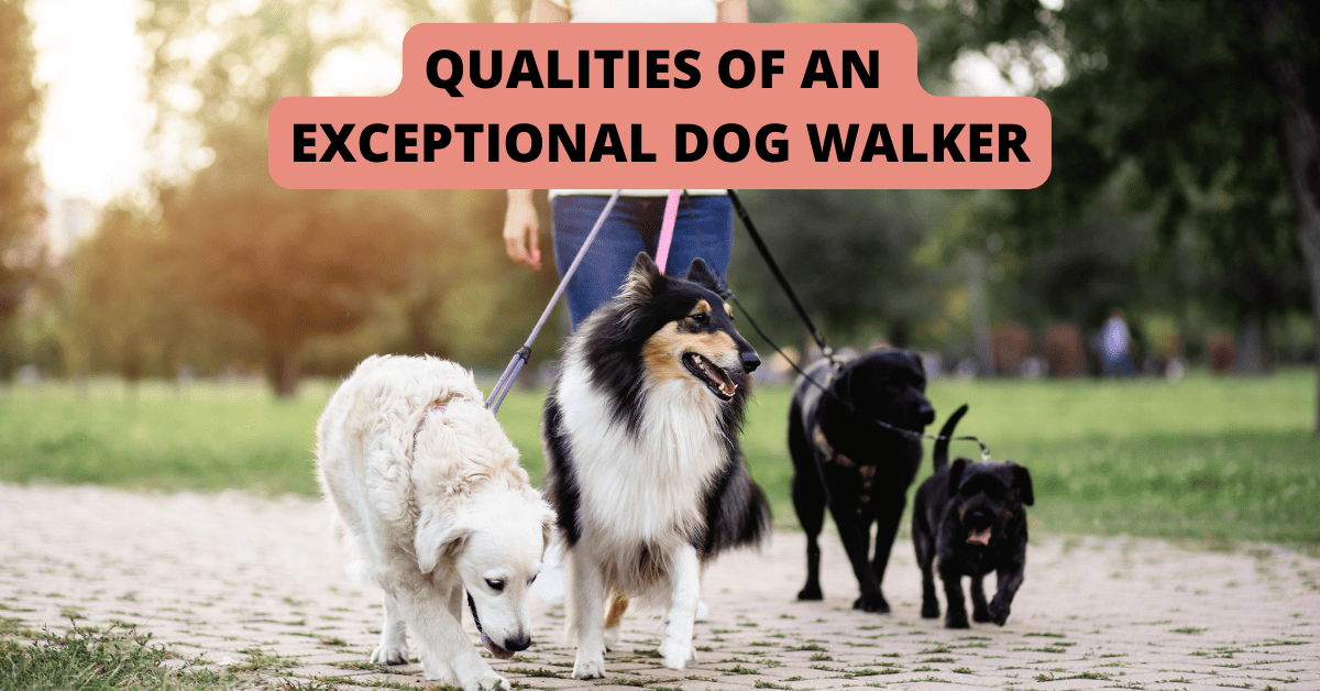 Top 3 Qualities of an Exceptional Dog Walker Shoreline Happy Paws