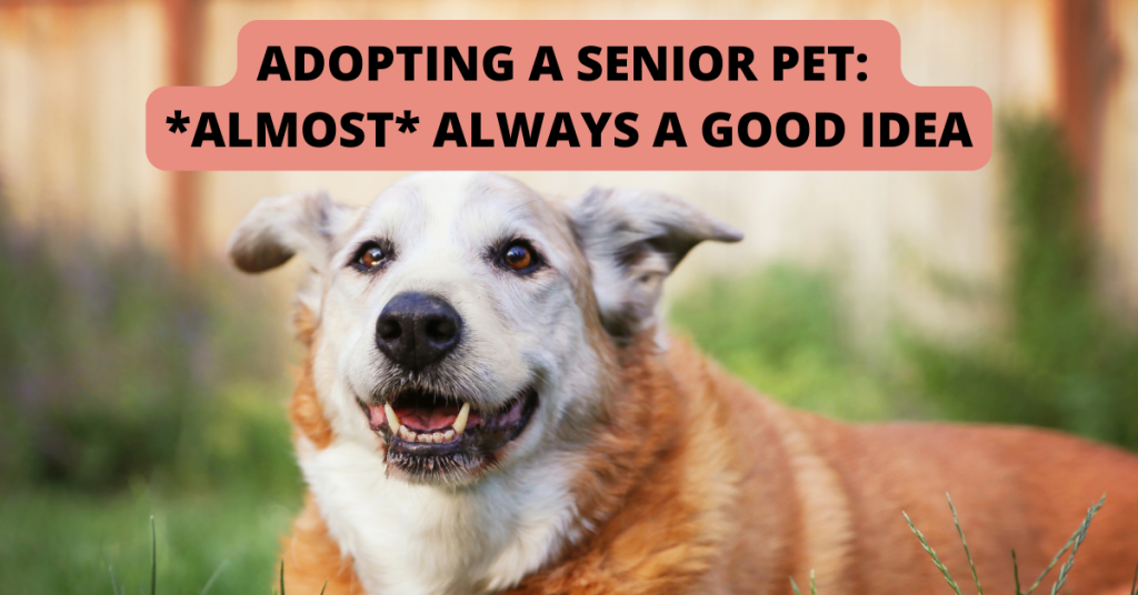 senior dog pet sitter old saybrook