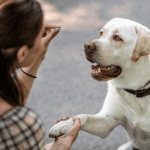Giving Thanks for Our Clients 1 dog sitter ct shoreline