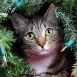 cat sitter ct shoreline