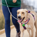 dog walker old saybrook