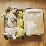 pet travel old saybrook