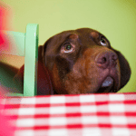 dog sitter ct shoreline 