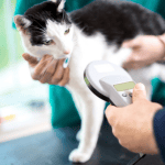 cat sitter old saybrook