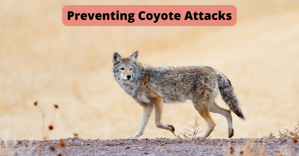 dog care tips old saybrook