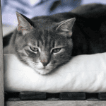 cat sitting old saybrook