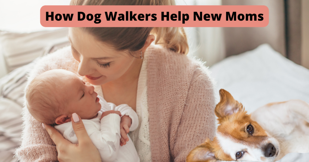 shoreline ct dog walker