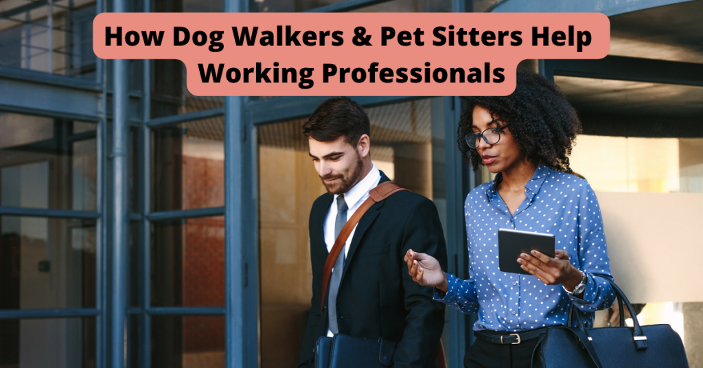 dog walker pet sitter old saybrook
