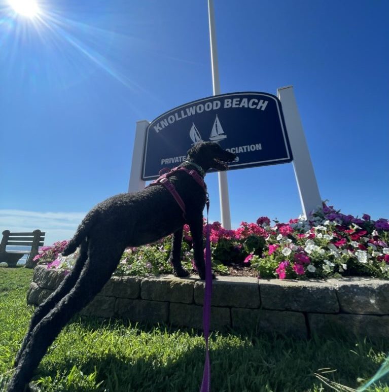 old saybrook knollwood dog walking and pet sitting
