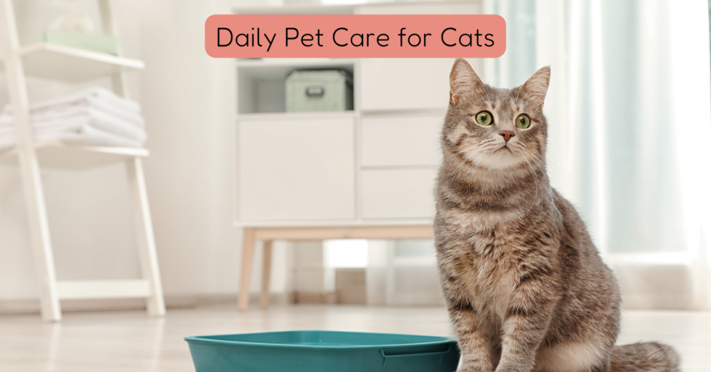 cat sitting connecticut shoreline