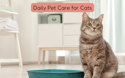 Why Cats Deserve Daily Pet Sitting