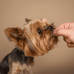 dog walker old saybrook