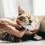 cat sitter old saybrook