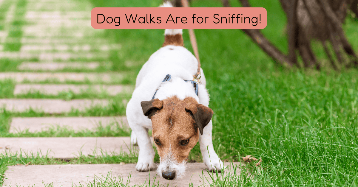 Dog Walks Are For Sniffing Shoreline Happy Paws