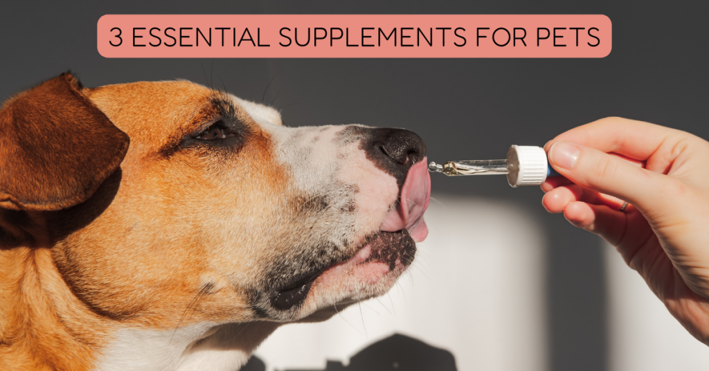 ct shoreline pet care