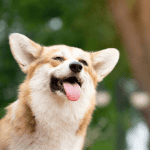 Summer Fun: Keeping Pets Safe in the Sun 1 dog walker ct shoreline