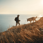 dog walker ct shoreline