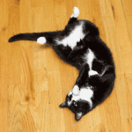 cat sitter old saybrook