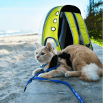 Summer Fun: Keeping Pets Safe in the Sun 4 pet sitter ct shoreline