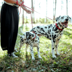 Hiring a Dog Walker While Working From Home 5 dog walker old saybrook