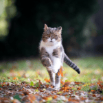 Summer Fun: Keeping Pets Safe in the Sun 5 cat sitting old saybrook