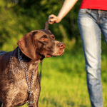 Hiring a Dog Walker While Working From Home 4 dog walker old saybrook