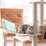 cat sitter ct shoreline