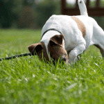 Hiring a Dog Walker While Working From Home 6 dog walking