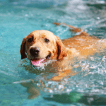 Summer Fun: Keeping Pets Safe in the Sun 3 dog walker ct shoreline