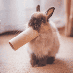 pet sitter ct shoreline