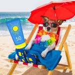 Summer Fun: Keeping Pets Safe in the Sun 6 pet tips old saybrook