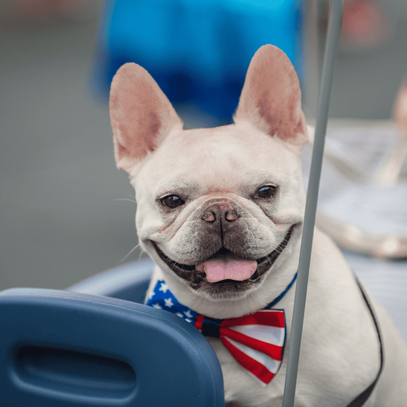 Keep Shoreline Pets Safe This Fourth of July 2 dog walker ct shoreline